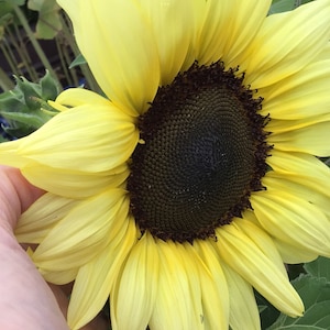 Sunflower Lemon Bling, 20 Seeds plus FREE Surprise Seeds