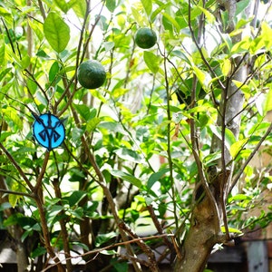 May include: A vibrant image of a citrus tree laden with green fruit and lush green leaves. A blue and black pendant hangs from a branch. The tree is set against a backdrop of a brick wall and other greenery.