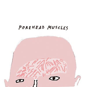 MUSCLES DU FRONT