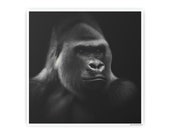 Gorilla Head Jungle Beast Animal Safari Gorilla Love Poster Gift