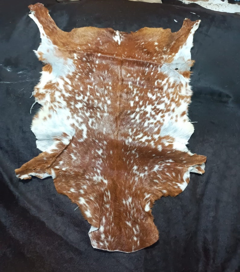 May include: A brown and white cowhide rug with a spotted pattern. The hide is laid flat on a black surface.