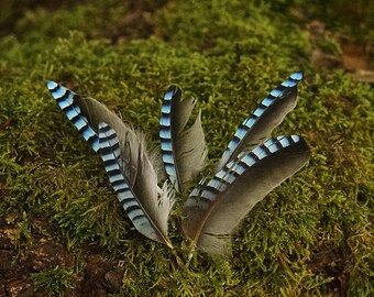 5 Beautiful Blue Jay Feathers