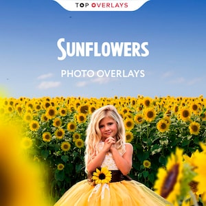 Sunflower Photo Overlays and Backdrops, Flower Overlays Png, Photo Overlays, Photography Overlays, Overlays Photoshop, Texture Overlays