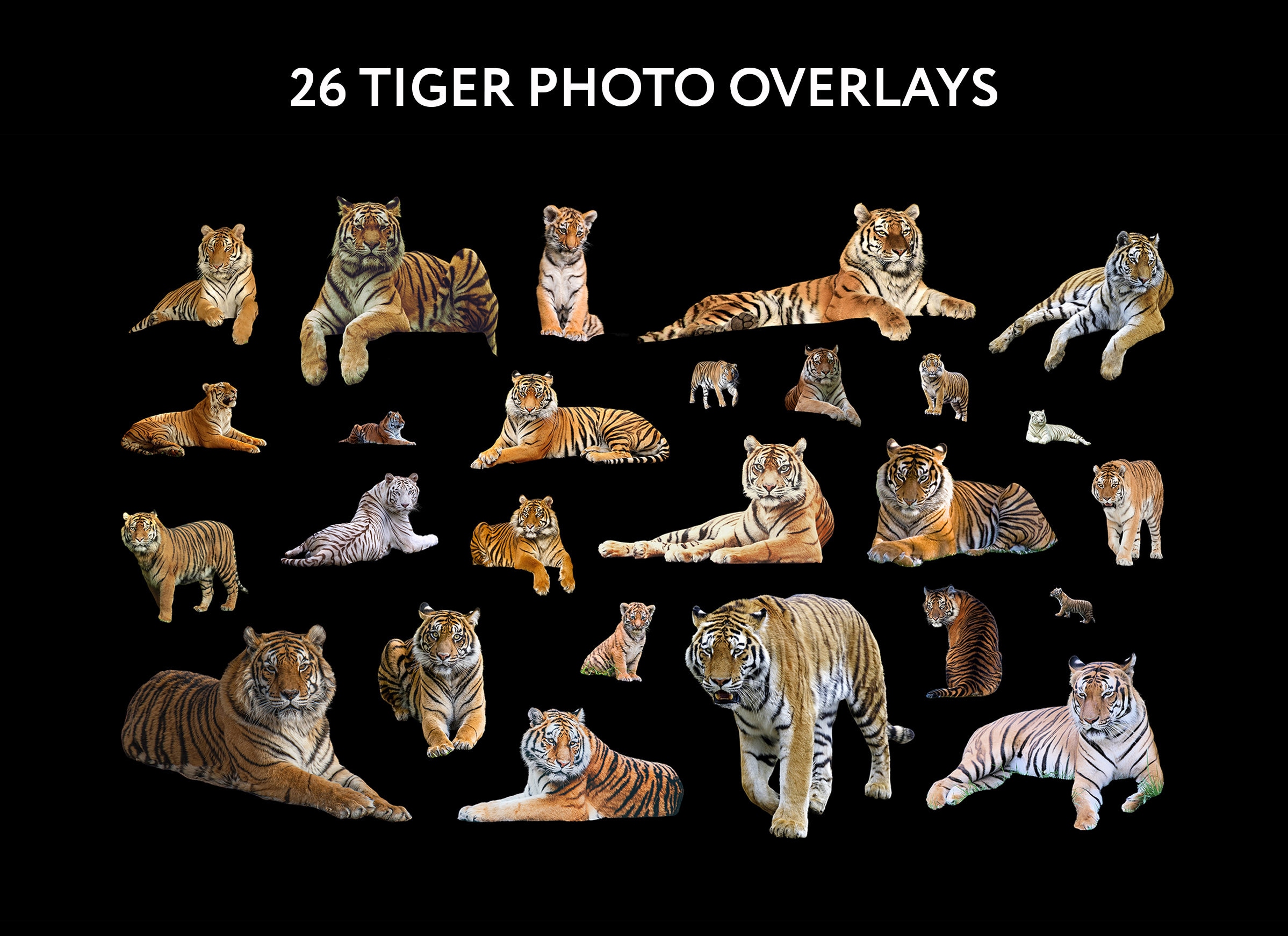 Tiger Rip Overlay 26 Tiger Photo Overlays, Photoshop Overlay, Digital Overlay, Safari ...