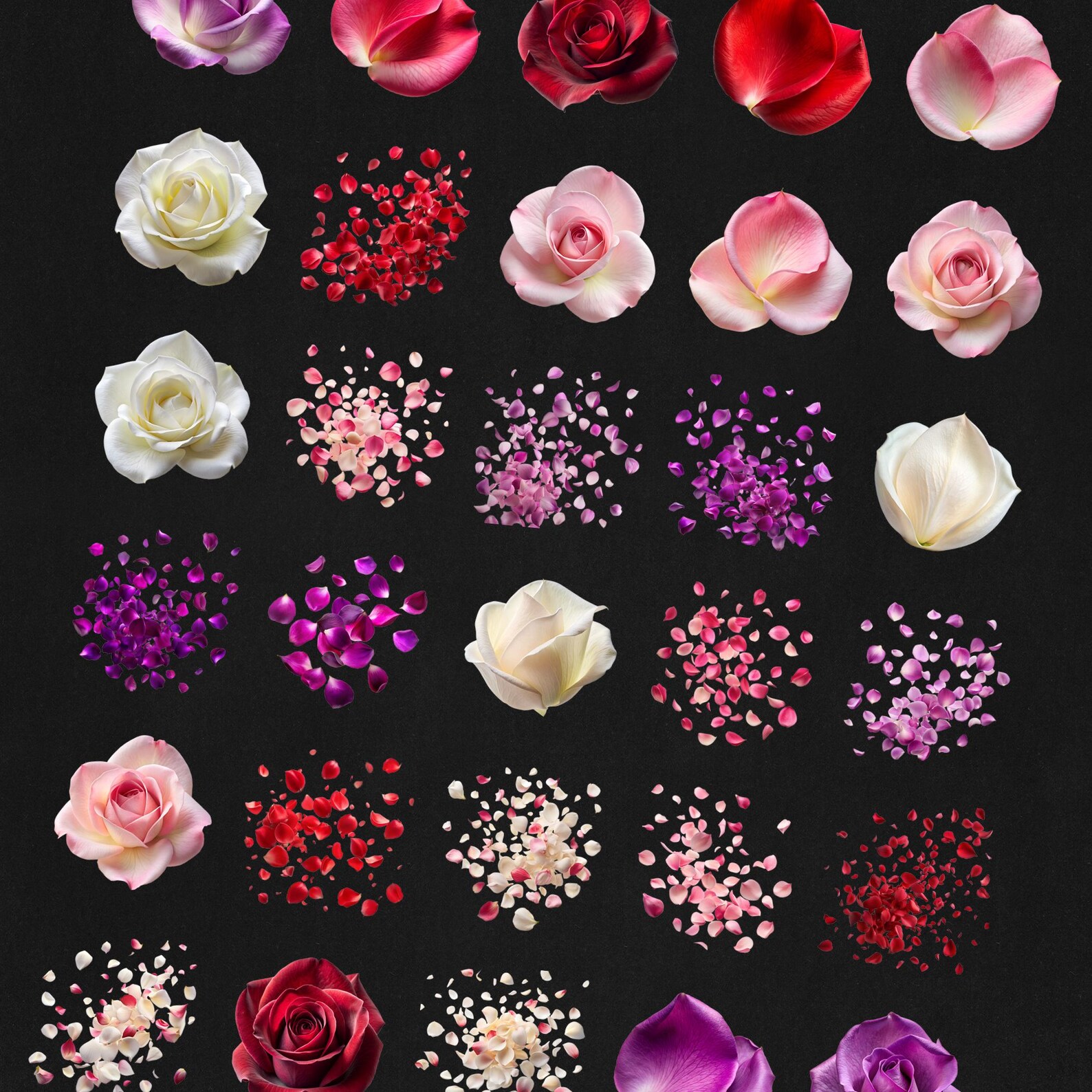 White Roses Overlay 60 Roses and Rose Petals PNG Photo Overlays – Add a Romantic Touch to ...