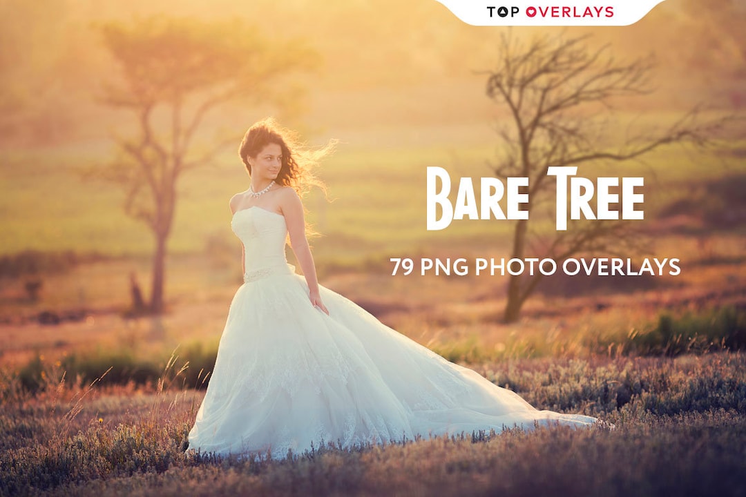 79 Bare Tree Photo Overlays, Photography Overlay, Photoshop Overlay ...