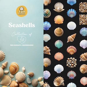 May include: A collection of 50 seashells in various shapes, sizes, and colors, including white, pink, brown, and blue. The seashells are arranged in a grid pattern on a black background. The text "Seashells Collection of 50 PNG Overlays + Backgrounds" is displayed on a light blue background.