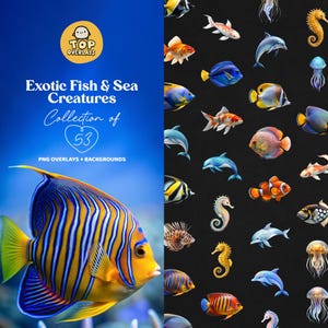 May include: A collection of 53 digital illustrations of exotic fish and sea creatures. The illustrations are in PNG format and can be used as overlays or backgrounds. The image shows a colourful angelfish with blue, yellow and orange stripes.