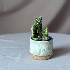 May include: A small cactus plant in a light blue and brown ceramic pot. The cactus has multiple green stems with white dots. The pot has a textured, glazed finish. The background is a neutral, draped fabric.