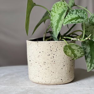 Könnte beinhalten: Eine Zimmerpflanze in einem cremefarbenen, gesprenkelten Keramiktopf. Die Pflanze hat große, grüne Blätter mit silbernen Markierungen. Der Topf ist zylindrisch mit einer strukturierten Oberfläche. Der Hintergrund ist ein neutrales Grau.