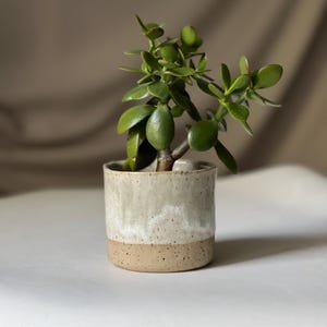 Puede incluir: Una planta de jade verde en una maceta de cerámica hecha a mano. La maceta es cilíndrica con una base moteada de color beige y una sección superior texturizada de color blanquecino. Las hojas son pequeñas y redondas.