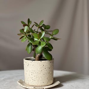 May include: A small potted jade plant with vibrant green leaves and reddish edges. The plant sits in a speckled, off-white ceramic pot with a matching saucer. The pot has a cylindrical shape, and the saucer is square with rounded edges.