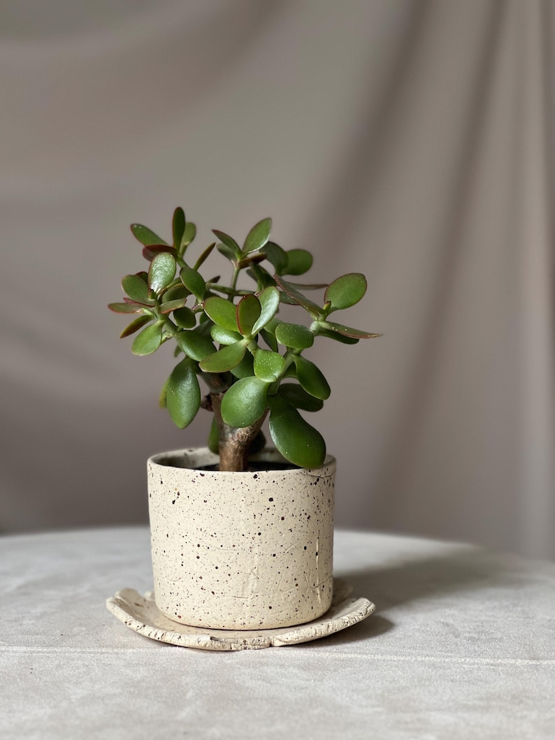 May include: A small potted jade plant with vibrant green leaves and reddish edges. The plant sits in a speckled, off-white ceramic pot with a matching saucer. The pot has a cylindrical shape, and the saucer is square with rounded edges.