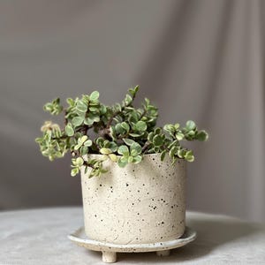 May include: A small, speckled ceramic planter with a matching saucer, holding a green and white leafy plant. The cylindrical pot sits on a round saucer with three small feet. The neutral color palette and natural textures create a minimalist aesthetic.