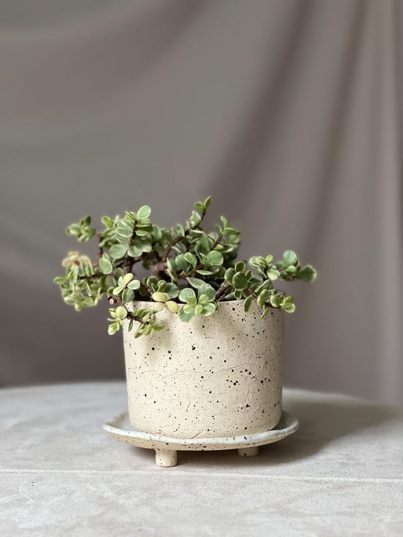 May include: A small, speckled ceramic planter with a matching saucer, holding a green and white leafy plant. The cylindrical pot sits on a round saucer with three small feet. The neutral color palette and natural textures create a minimalist aesthetic.