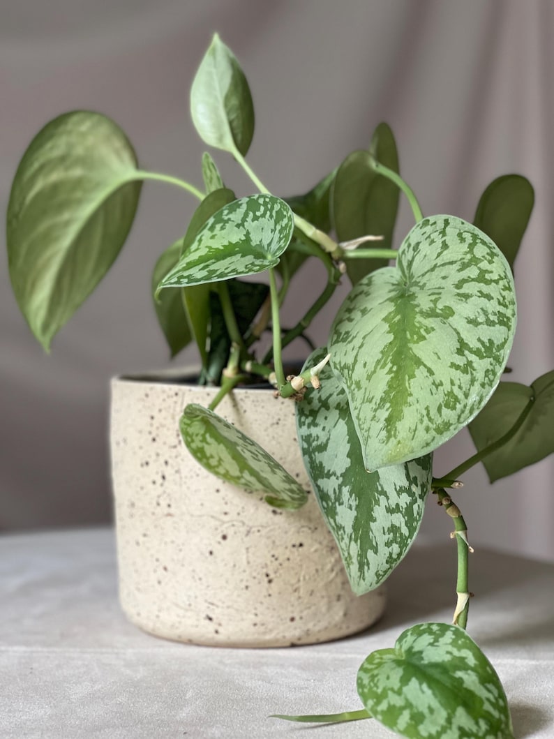 May include: A potted Satin Pothos plant with large, heart-shaped green leaves speckled with silver variegation. The plant is in a speckled beige ceramic pot. The leaves are lush and vibrant, with some trailing down. The plant is a houseplant.