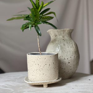 May include: A small potted plant with vibrant green leaves and yellow accents sits on a matching speckled saucer. A textured, off-white ceramic vase is in the background. The plant and vase are on a neutral-toned surface.
