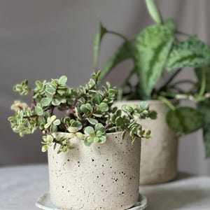 May include: A small, speckled off-white ceramic planter with a matching saucer, holding a green and white variegated plant. The planter sits on a white surface, with another similar planter in the background.