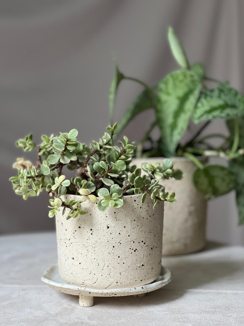 May include: A small, speckled off-white ceramic planter with a matching saucer, holding a green and white variegated plant. The planter sits on a white surface, with another similar planter in the background.