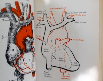 The Human Body 1955 | Vintage science book with medical illustrations