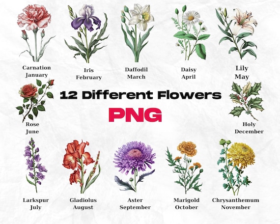 Birth flower clipart,flower png,birth flower png,wildflower png,botanical png,birth month png,flower png bundle,birth month clipart,rose png