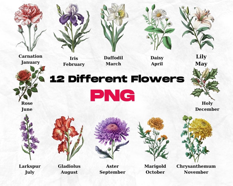 Op de afbeelding: Een grafiek met 12 verschillende bloemen, elk met een naam en de maand waarin ze bloeien. De bloemen zijn ge&iuml;llustreerd in een vintage stijl met een witte achtergrond.
