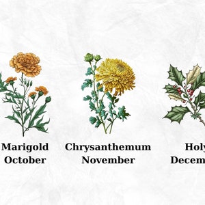 Op de afbeelding: Illustratie van drie bloemen die de maanden oktober, november en december voorstellen. Goudsbloem voor oktober, chrysant voor november en hulst voor december.