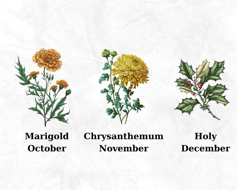 Op de afbeelding: Illustratie van drie bloemen die de maanden oktober, november en december voorstellen. Goudsbloem voor oktober, chrysant voor november en hulst voor december.