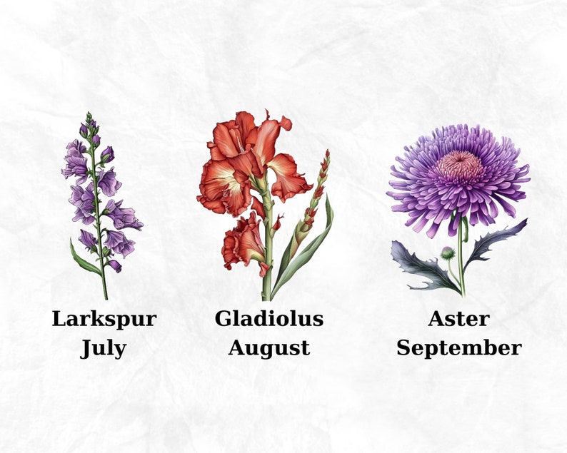 Op de afbeelding: Drie aquarel illustraties van bloemen met hun namen en maanden eronder. Een paarse aster bloem met groene bladeren, een rode gladiool bloem met groene bladeren en een paarse ridderspoor bloem met groene bladeren.