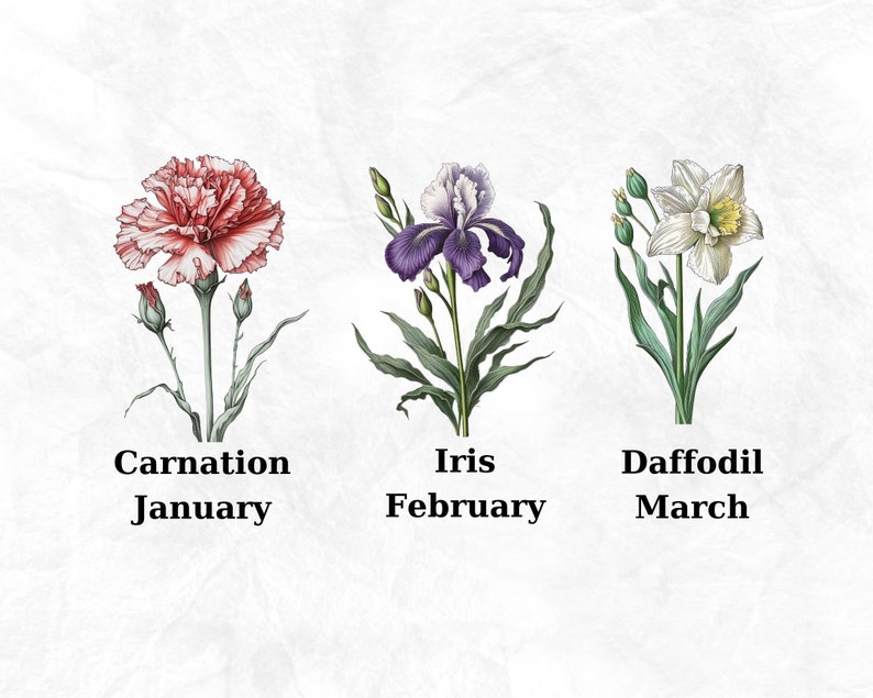Op de afbeelding: Een vintage illustratie van drie bloemen met hun bijbehorende maanden: een roze anjer voor januari, een paarse iris voor februari en een witte narcis voor maart.