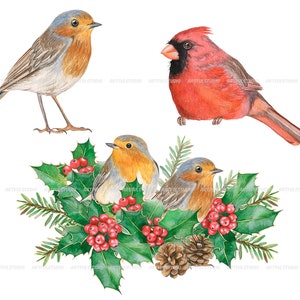 Watercolor winter birds clipart christmas cardinals illustration PNG-red and green holiday-robin bird, cones, holly,christmas compositions image 4