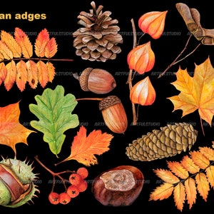 Watercolor autumn forest clipart realistic botanical illustration-nature graphic-fall yellow leaves, berries, chestnut, cone, physalis PNG image 9