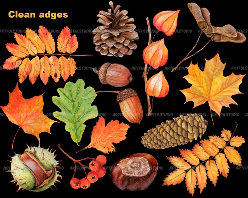 Watercolor autumn forest clipart realistic botanical illustration-nature graphic-fall yellow leaves, berries, chestnut, cone, physalis PNG image 9