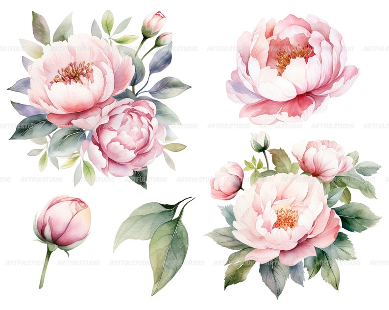 Watercolor pastel peonies clipart Dusty Pink Blush Light Floral Clip Art pink floral graphic pastel vintage peonies-wedding flowers PNG image 3