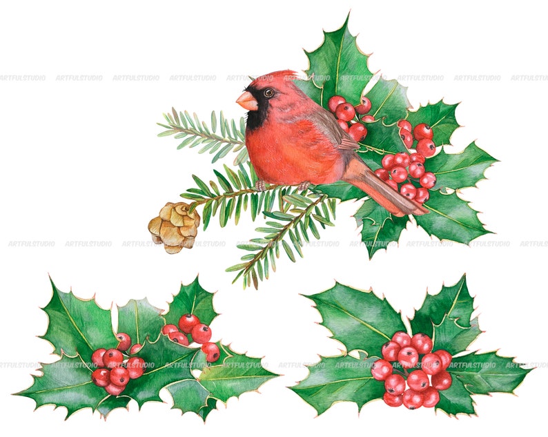 Watercolor winter birds clipart christmas cardinals illustration PNG-red and green holiday-robin bird, cones, holly,christmas compositions image 8