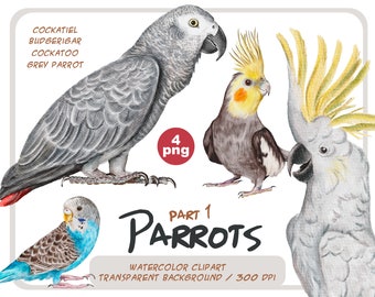 Watercolor Parrot Clipart: Realistic Budgie, Cockatoo, Corella (PNG Digital Download)