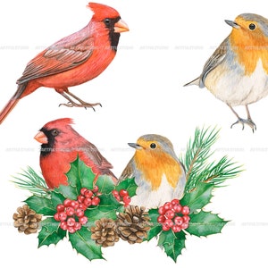 Watercolor winter birds clipart christmas cardinals illustration PNG-red and green holiday-robin bird, cones, holly,christmas compositions image 9