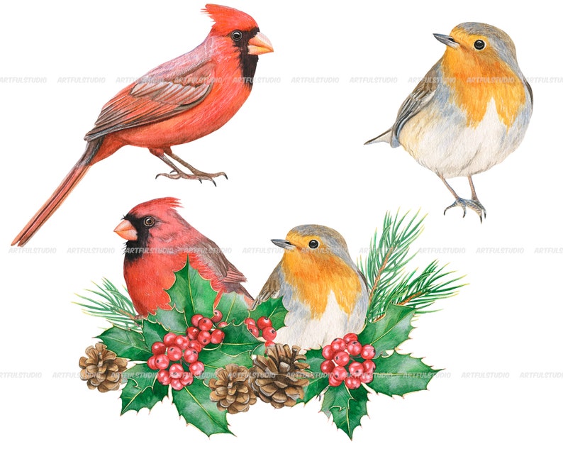 Watercolor winter birds clipart christmas cardinals illustration PNG-red and green holiday-robin bird, cones, holly,christmas compositions image 9