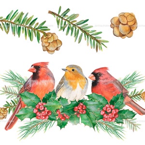 Watercolor winter birds clipart christmas cardinals illustration PNG-red and green holiday-robin bird, cones, holly,christmas compositions image 5