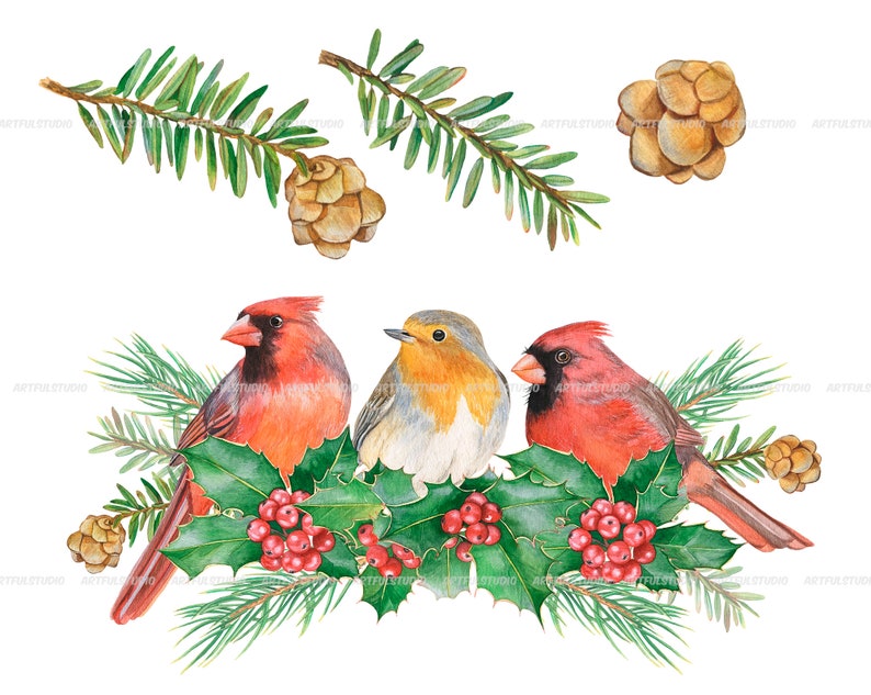 Watercolor winter birds clipart christmas cardinals illustration PNG-red and green holiday-robin bird, cones, holly,christmas compositions image 5