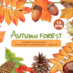 Aquarel herfstbos clipart - realistische botanische illustratie-natuur grafisch-herfst gele bladeren, bessen, kastanje, kegel, physalis png PNGEgg
