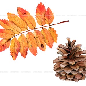 Watercolor autumn forest clipart realistic botanical illustration-nature graphic-fall yellow leaves, berries, chestnut, cone, physalis PNG image 6