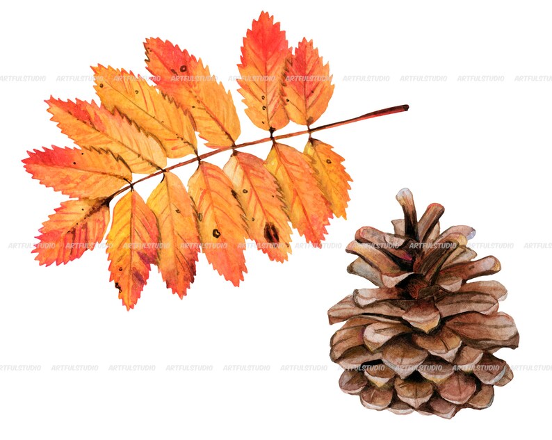 Watercolor autumn forest clipart realistic botanical illustration-nature graphic-fall yellow leaves, berries, chestnut, cone, physalis PNG image 6