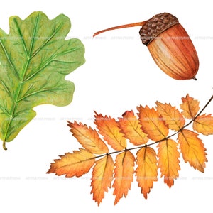 Watercolor autumn forest clipart realistic botanical illustration-nature graphic-fall yellow leaves, berries, chestnut, cone, physalis PNG image 5