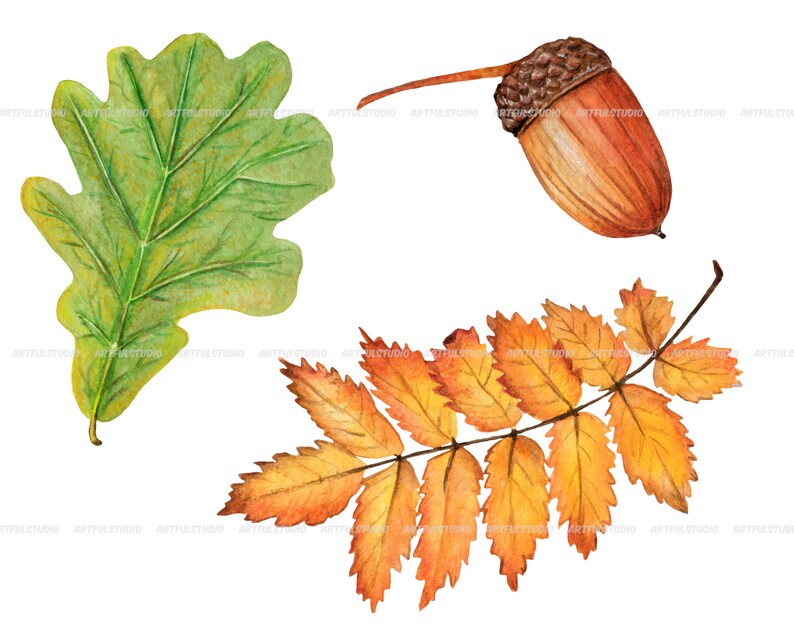 Watercolor autumn forest clipart realistic botanical illustration-nature graphic-fall yellow leaves, berries, chestnut, cone, physalis PNG image 5