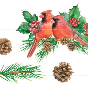 Watercolor winter birds clipart christmas cardinals illustration PNG-red and green holiday-robin bird, cones, holly,christmas compositions image 6