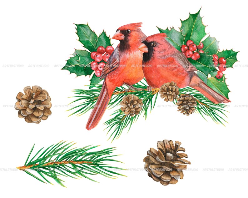 Watercolor winter birds clipart christmas cardinals illustration PNG-red and green holiday-robin bird, cones, holly,christmas compositions image 6