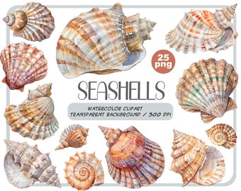 Aquarell Muscheln Clipart: 25 PNG Ozean Illustrationen (Digitaler Download)