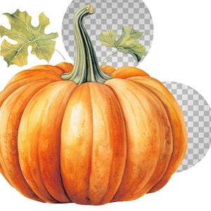 Watercolor halloween pumpkins clipart autumn realistic plant harvest floral compositions-botanical illustration-pumpkin transparent back image 10