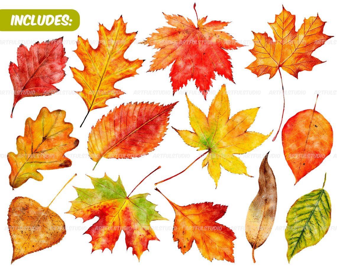 Watercolor Autumn Leaves Clipart Fall Leaf PNG Realistic - Etsy